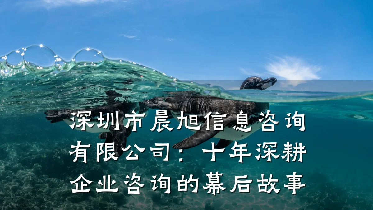 深圳市晨旭信息咨询有限公司：十年深耕企业咨询的幕后故事